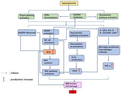 Research progress on the mechanism of ferroptosis and its role in diabetic retinopathy